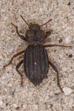 Trogloderus arcanus by (c) Trevor Van Loon, some rights reserved (CC BY), uploaded by Trevor Van Loon. Used under a CC-BY license.