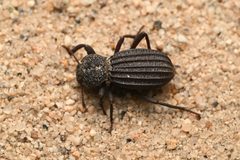 Trogloderus arcanus by (c) Trevor Van Loon, some rights reserved (CC BY), uploaded by Trevor Van Loon. Used under a CC-BY license.