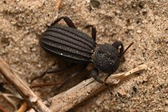 Trogloderus arcanus by (c) Trevor Van Loon, some rights reserved (CC BY), uploaded by Trevor Van Loon. Used under a CC-BY license.
