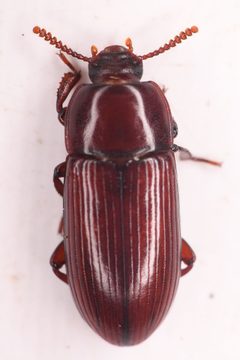 Uloma longula by (c) Trevor Van Loon, some rights reserved (CC BY), uploaded by Trevor Van Loon. Used under a CC-BY license.