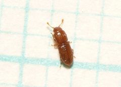 Anommatus duodecimstriatus by (c) anonymous, some rights reserved (CC BY). Used under a CC-BY license.