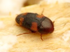 Holostrophus bifasciatus by (c) Katja Schulz, some rights reserved (CC BY). Used under a CC-BY license.