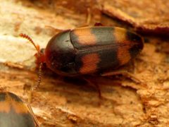 Holostrophus bifasciatus by (c) Katja Schulz, some rights reserved (CC BY). Used under a CC-BY license.
