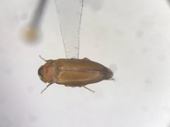 Hallomenus punctulatus by no rights reserved, uploaded by Nick Bédard. Used under a CC0 license.