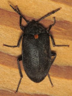 Penthe obliquata by (c) Nick Block, some rights reserved (CC BY), uploaded by Nick Block. Used under a CC-BY license.