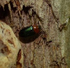 Tetratoma truncorum by (c) christine123, some rights reserved (CC BY), uploaded by christine123. Used under a CC-BY license.