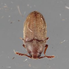 Trixagus chevrolati by (c) Victor Engel, some rights reserved (CC BY), uploaded by Victor Engel. Used under a CC-BY license.