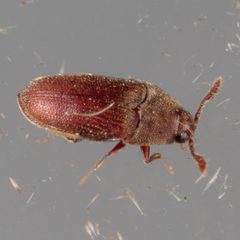 Trixagus chevrolati by (c) Victor Engel, some rights reserved (CC BY), uploaded by Victor Engel. Used under a CC-BY license.