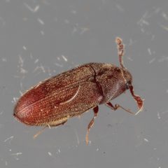 Trixagus chevrolati by (c) Victor Engel, some rights reserved (CC BY), uploaded by Victor Engel. Used under a CC-BY license.