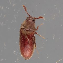 Trixagus chevrolati by (c) Victor Engel, some rights reserved (CC BY), uploaded by Victor Engel. Used under a CC-BY license.