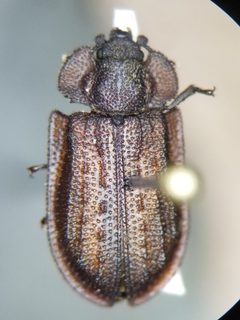 Calitys scabra by (c) Toby, some rights reserved (CC BY), uploaded by Toby. Used under a CC-BY license.