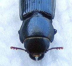 Tenebroides corticalis by (c) jimeckert49, some rights reserved (CC BY). Used under a CC-BY license.