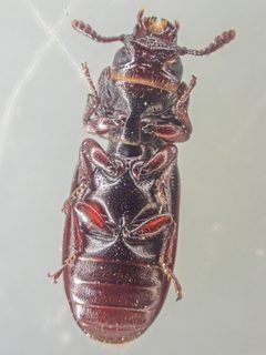 Tenebroides crassicornis by (c) Trevor Van Loon, some rights reserved (CC BY), uploaded by Trevor Van Loon. Used under a CC-BY license.