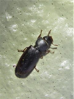 Tenebroides laticollis by (c) Annika Lindqvist, some rights reserved (CC BY), uploaded by Annika Lindqvist. Used under a CC-BY license.