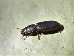 Tenebroides laticollis by (c) Annika Lindqvist, some rights reserved (CC BY), uploaded by Annika Lindqvist. Used under a CC-BY license.