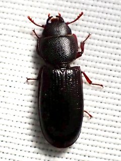 Tenebroides sonorensis by (c) Sue Carnahan, some rights reserved (CC BY), uploaded by Sue Carnahan. Used under a CC-BY license.