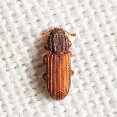 Bitoma sulcata by (c) Justin Williams, some rights reserved (CC BY), uploaded by Justin Williams. Used under a CC-BY license.