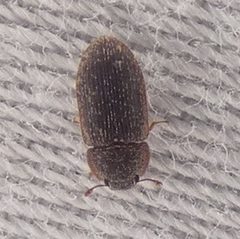 Colobicus parilis by (c) Sean Golden, some rights reserved (CC BY), uploaded by Sean Golden. Used under a CC-BY license.