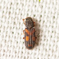 Bitoma quadriguttata by (c) Justin Williams, some rights reserved (CC BY), uploaded by Justin Williams. Used under a CC-BY license.