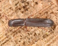 Colydium lineola by (c) skitterbug, some rights reserved (CC BY), uploaded by skitterbug. Used under a CC-BY license.