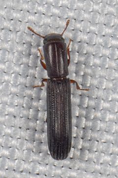 Colydium lineola by (c) Victor Engel, some rights reserved (CC BY), uploaded by Victor Engel. Used under a CC-BY license.