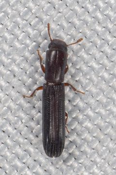 Colydium lineola by (c) Victor Engel, some rights reserved (CC BY), uploaded by Victor Engel. Used under a CC-BY license.