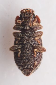 Coxelus serratus by (c) Trevor Van Loon, some rights reserved (CC BY), uploaded by Trevor Van Loon. Used under a CC-BY license.