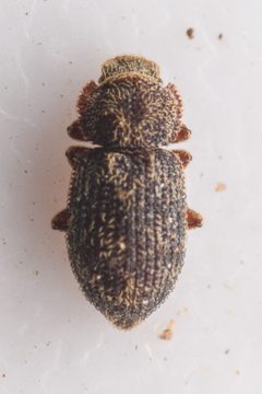Coxelus serratus by (c) Trevor Van Loon, some rights reserved (CC BY), uploaded by Trevor Van Loon. Used under a CC-BY license.