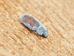 Endeitoma granulata by (c) Katja Schulz, some rights reserved (CC BY), uploaded by Katja Schulz. Used under a CC-BY license.
