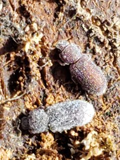 Endeitoma granulata by (c) Mark Richman, some rights reserved (CC BY), uploaded by Mark Richman. Used under a CC-BY license.