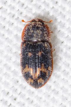 Eucicones marginalis by (c) Justin Williams, some rights reserved (CC BY), uploaded by Justin Williams. Used under a CC-BY license.