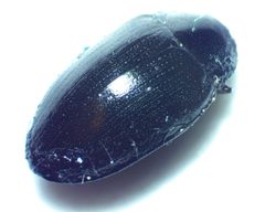 Hyporhagus punctulatus by no rights reserved, uploaded by Ken Kneidel. Used under a CC0 license.