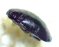 Hyporhagus punctulatus by no rights reserved, uploaded by Ken Kneidel. Used under a CC0 license.