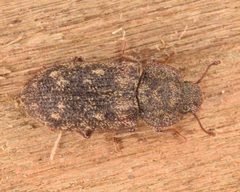 Namunaria guttulata by (c) skitterbug, some rights reserved (CC BY), uploaded by skitterbug. Used under a CC-BY license.
