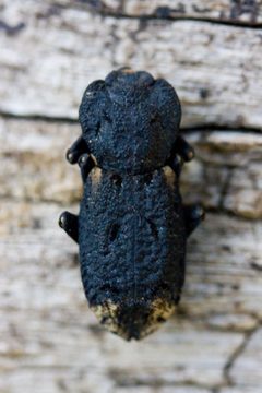 Phloeodes by (c) Ken-ichi Ueda, some rights reserved (CC BY). Used under a CC-BY license.