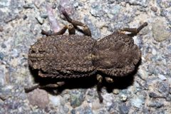 Phloeodes plicatus by (c) Ken-ichi Ueda, some rights reserved (CC BY), uploaded by Ken-ichi Ueda. Used under a CC-BY license.