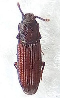 Pycnomerus haematodes by (c) jimeckert49, some rights reserved (CC BY). Used under a CC-BY license.