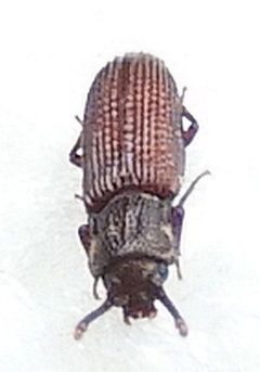 Pycnomerus haematodes by (c) jimeckert49, some rights reserved (CC BY). Used under a CC-BY license.