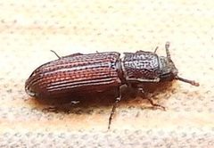 Pycnomerus haematodes by (c) jimeckert49, some rights reserved (CC BY). Used under a CC-BY license.