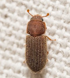 Synchita fuliginosa by (c) Justin Williams, some rights reserved (CC BY), uploaded by Justin Williams. Used under a CC-BY license.