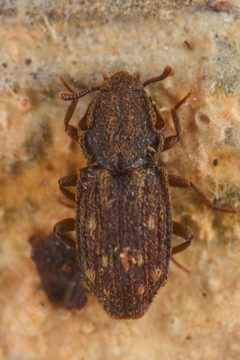 Usechus nucleatus by (c) Trevor Van Loon, some rights reserved (CC BY), uploaded by Trevor Van Loon. Used under a CC-BY license.