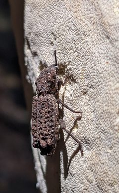 Phellopsis porcata by no rights reserved, uploaded by Isaac Caswell. Used under a CC0 license.