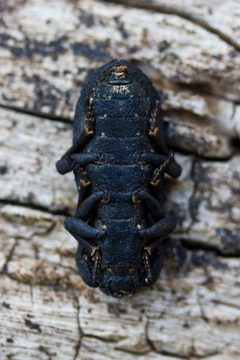 Phloeodes diabolicus by (c) Ken-ichi Ueda, some rights reserved (CC BY). Used under a CC-BY license.