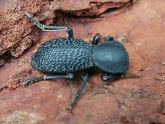 Zopherus concolor by (c) Casey H. Richart, some rights reserved (CC BY), uploaded by Casey H. Richart. Used under a CC-BY license.