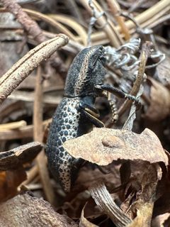 Zopherus elegans by (c) Matt Berger, some rights reserved (CC BY), uploaded by Matt Berger. Used under a CC-BY license.
