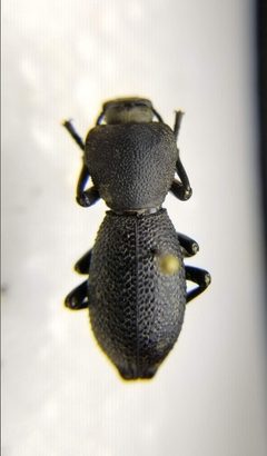 Zopherus uteanus by (c) Toby, some rights reserved (CC BY), uploaded by Toby. Used under a CC-BY license.