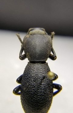 Zopherus uteanus by (c) Toby, some rights reserved (CC BY), uploaded by Toby. Used under a CC-BY license.