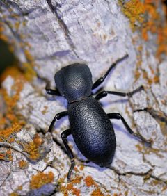 Zopherus uteanus by (c) Toby, some rights reserved (CC BY), uploaded by Toby. Used under a CC-BY license.