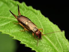 Forficula auricularia by (c) Katja Schulz, some rights reserved (CC BY). Used under a CC-BY license.