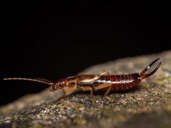 Forficula dentata by (c) Borja Fierro, some rights reserved (CC BY), uploaded by Borja Fierro. Used under a CC-BY license.